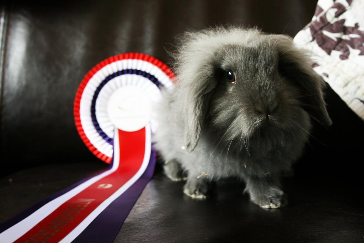 Kanin BlueBunnies AlPi Jon Snow "Blue" billede 12