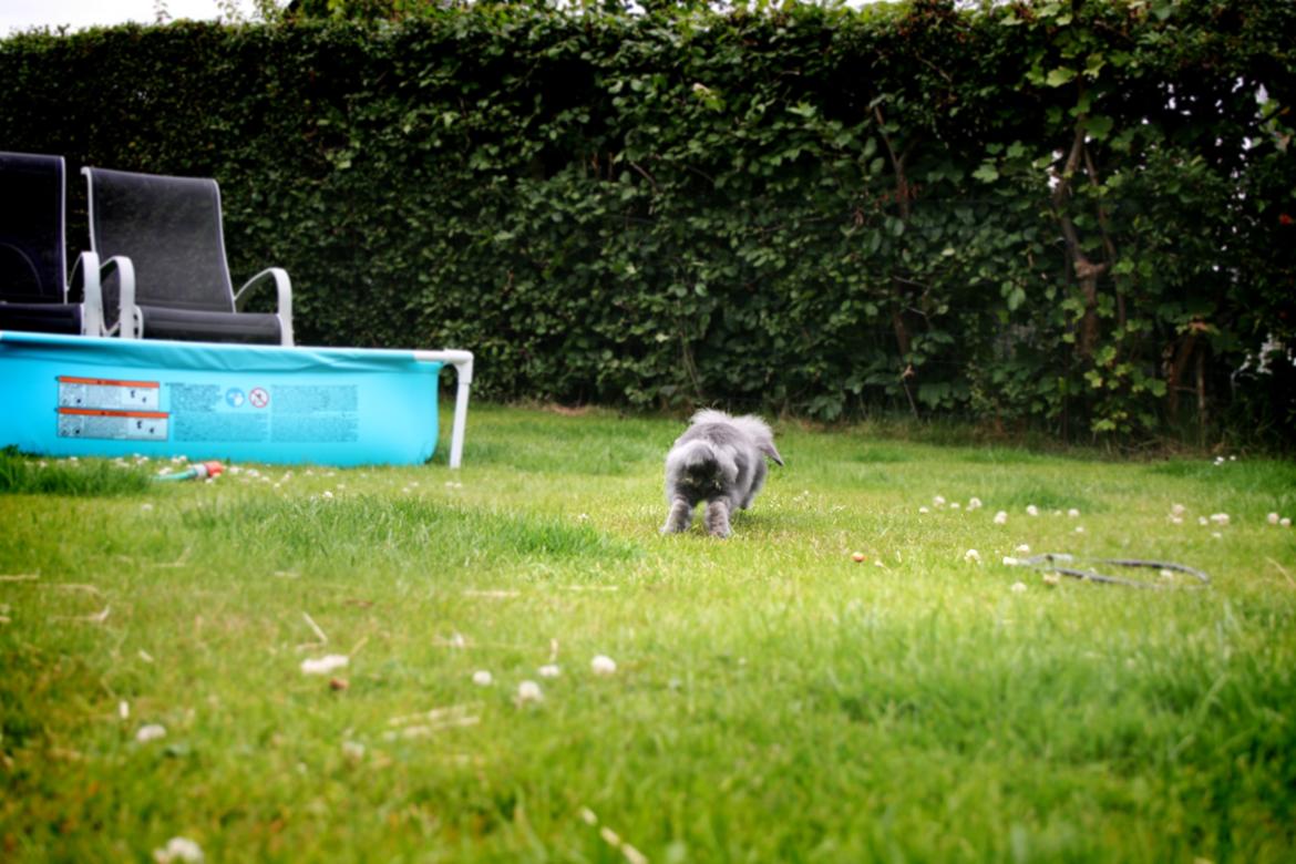 Kanin BlueBunnies AlPi Jon Snow "Blue" - Farveeeel.... Gider ikke snakke med dig mere :-P billede 14