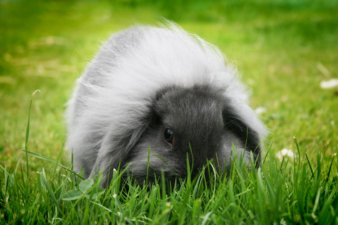 Kanin BlueBunnies AlPi Jon Snow "Blue" billede 15