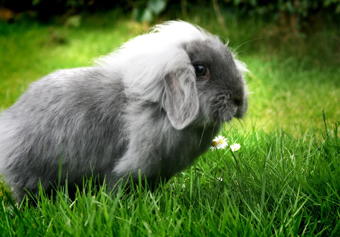 Kanin BlueBunnies AlPi Jon Snow "Blue" billede 13