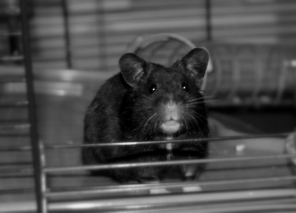 Hamster Sootii *Sofus*  billede 1