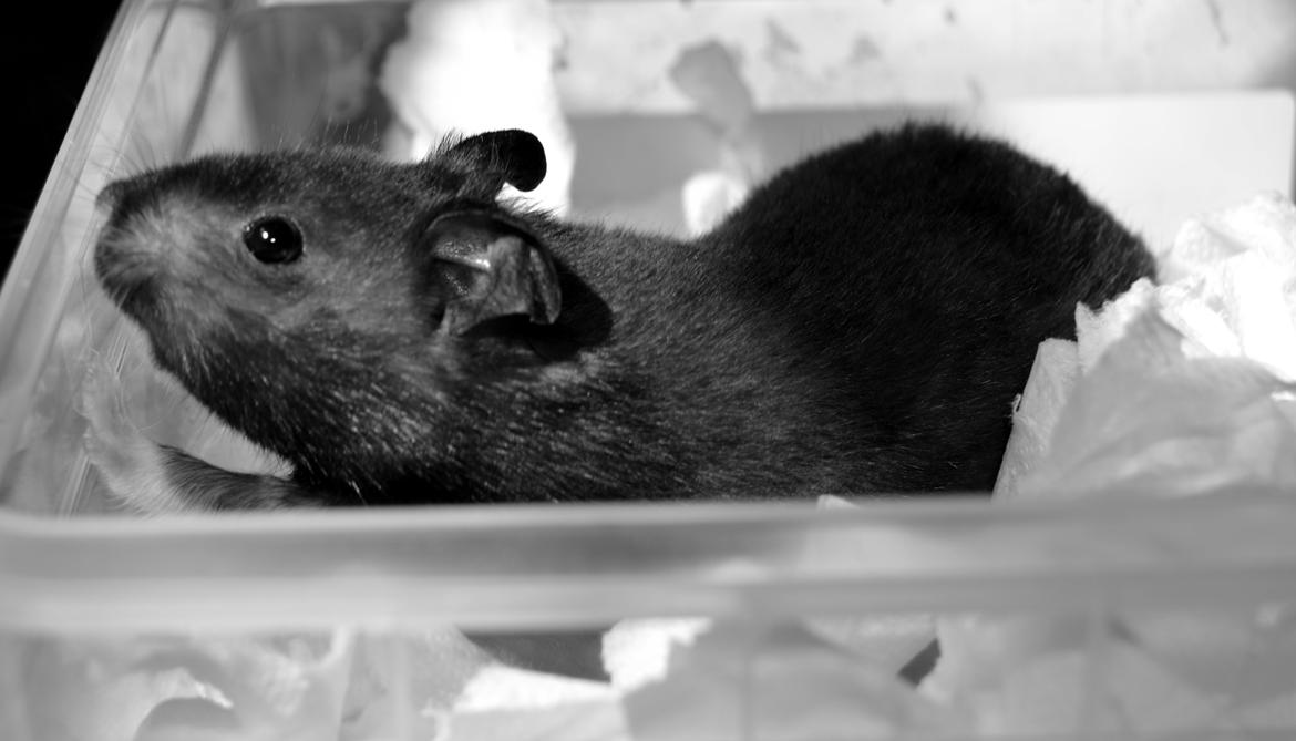 Hamster Sootii *Sofus*  billede 5