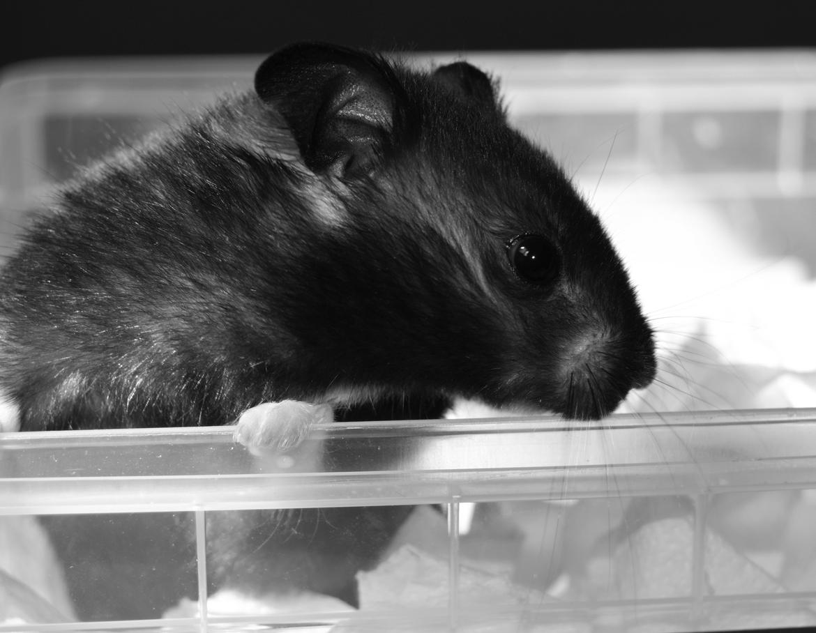 Hamster Sootii *Sofus*  billede 6