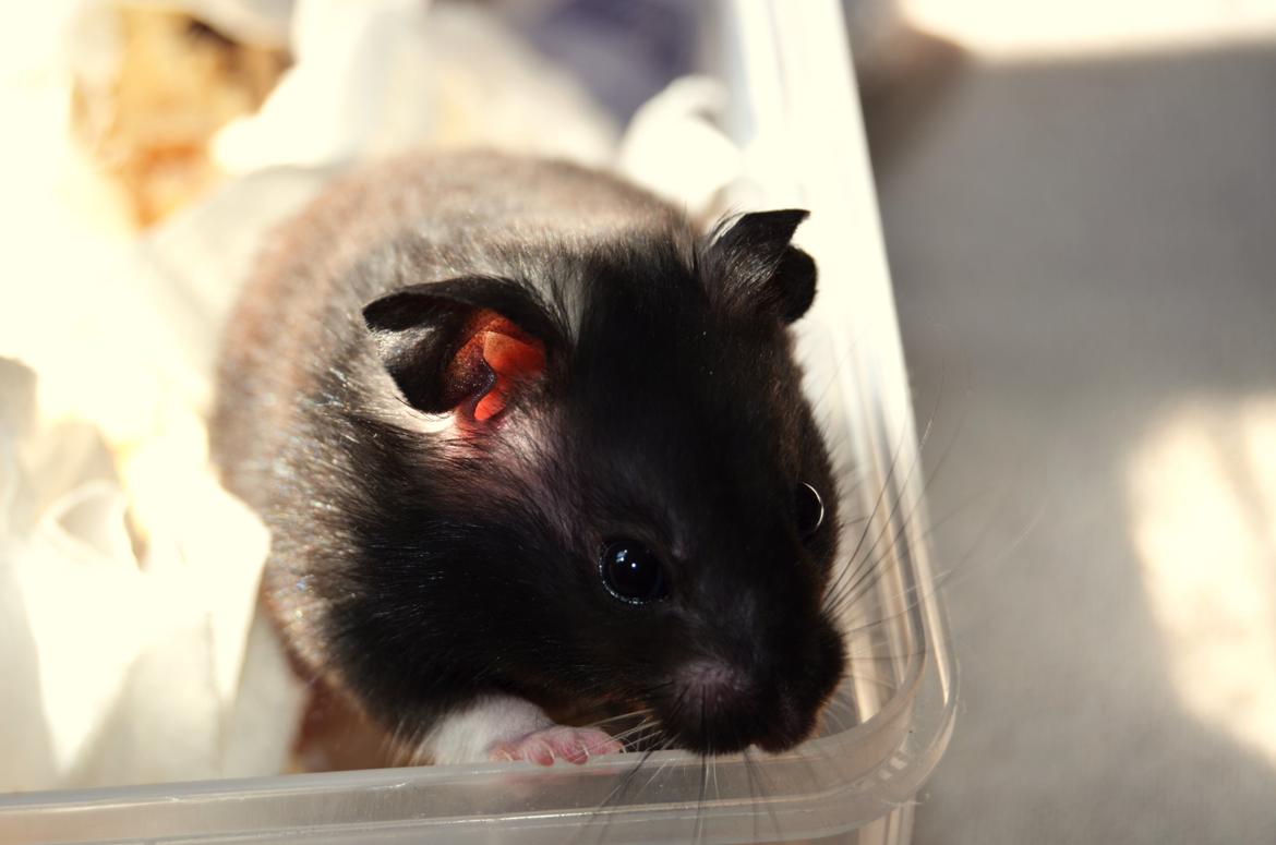 Hamster Sootii *Sofus*  billede 2