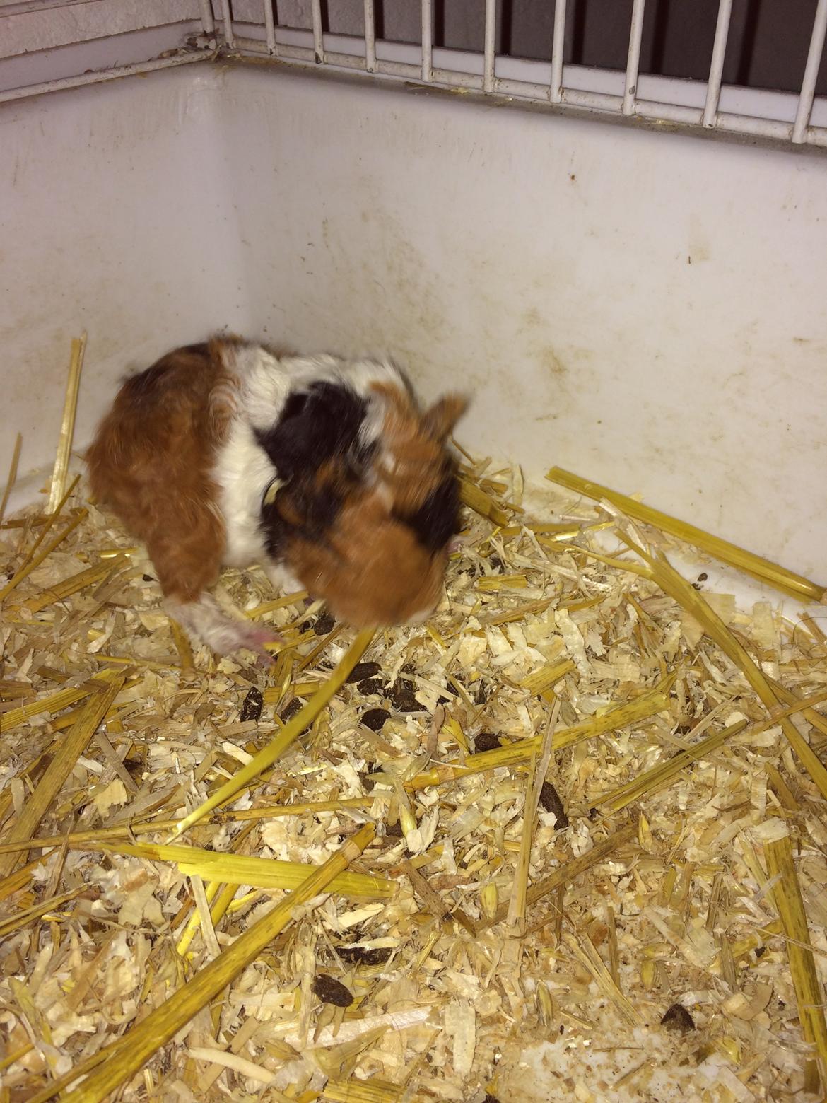 Marsvin Gainesville Rock City Speedy [himmel gris] billede 2