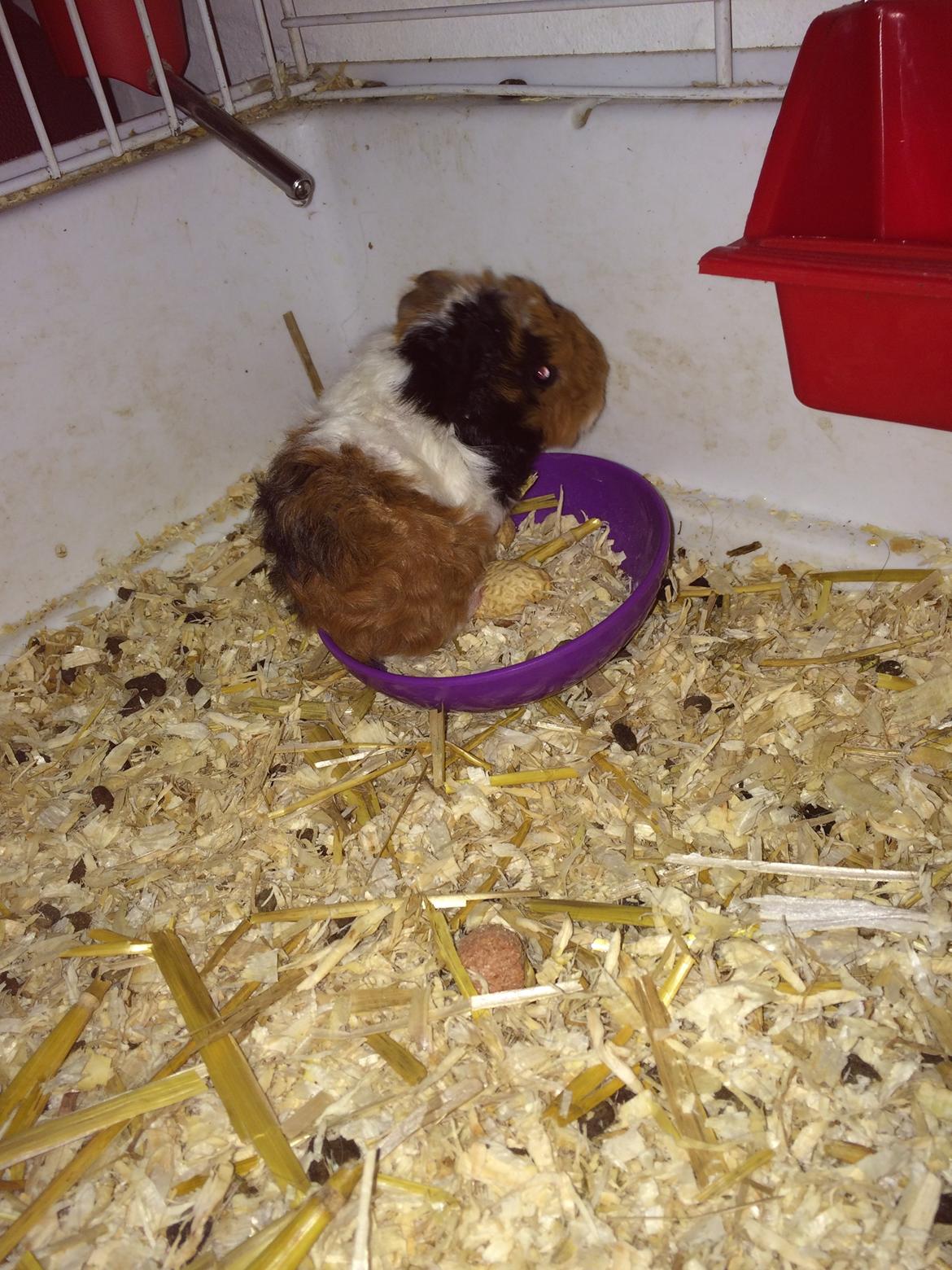 Marsvin Gainesville Rock City Speedy [himmel gris] billede 5