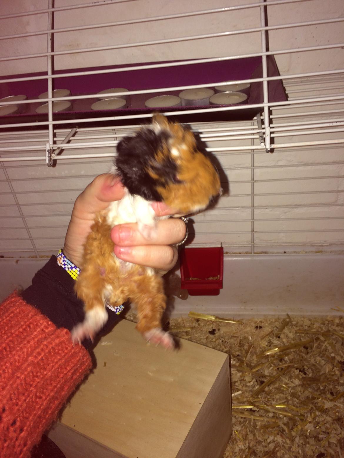 Marsvin Gainesville Rock City Speedy [himmel gris] billede 4