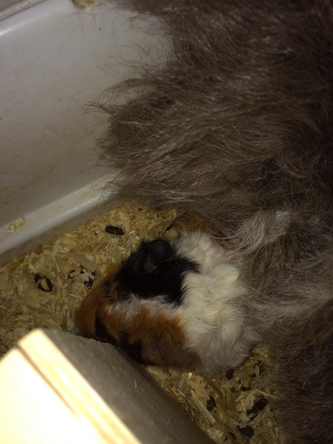 Marsvin Gainesville Rock City Speedy [himmel gris] billede 6