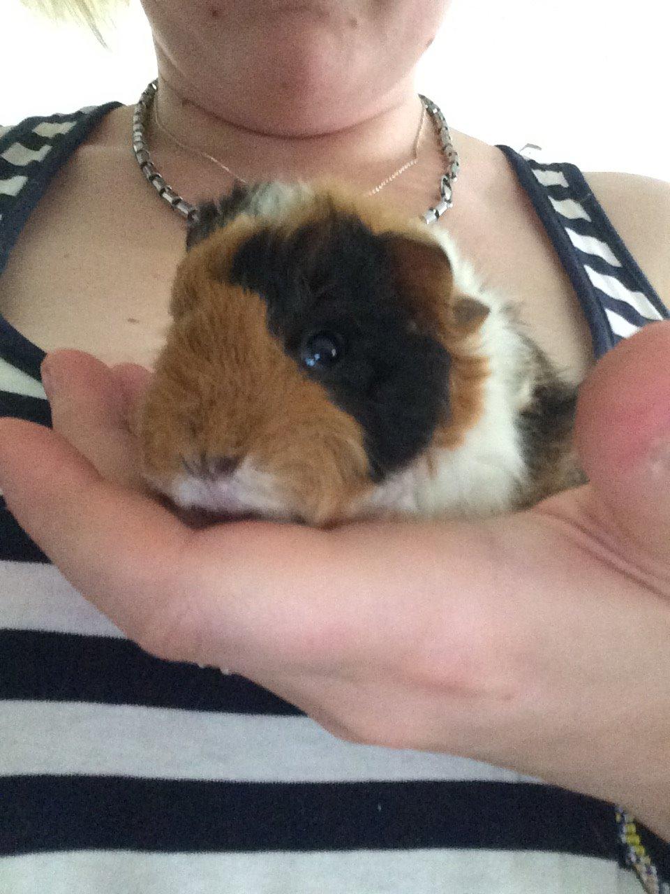 Marsvin Gainesville Rock City Speedy [himmel gris] billede 7