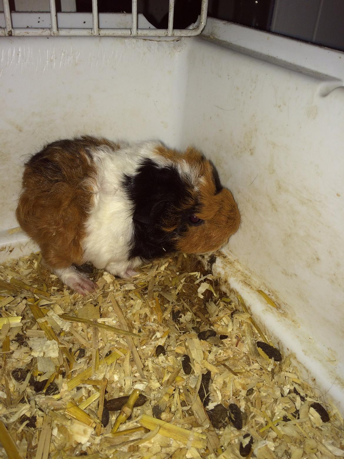 Marsvin Gainesville Rock City Speedy [himmel gris] billede 3