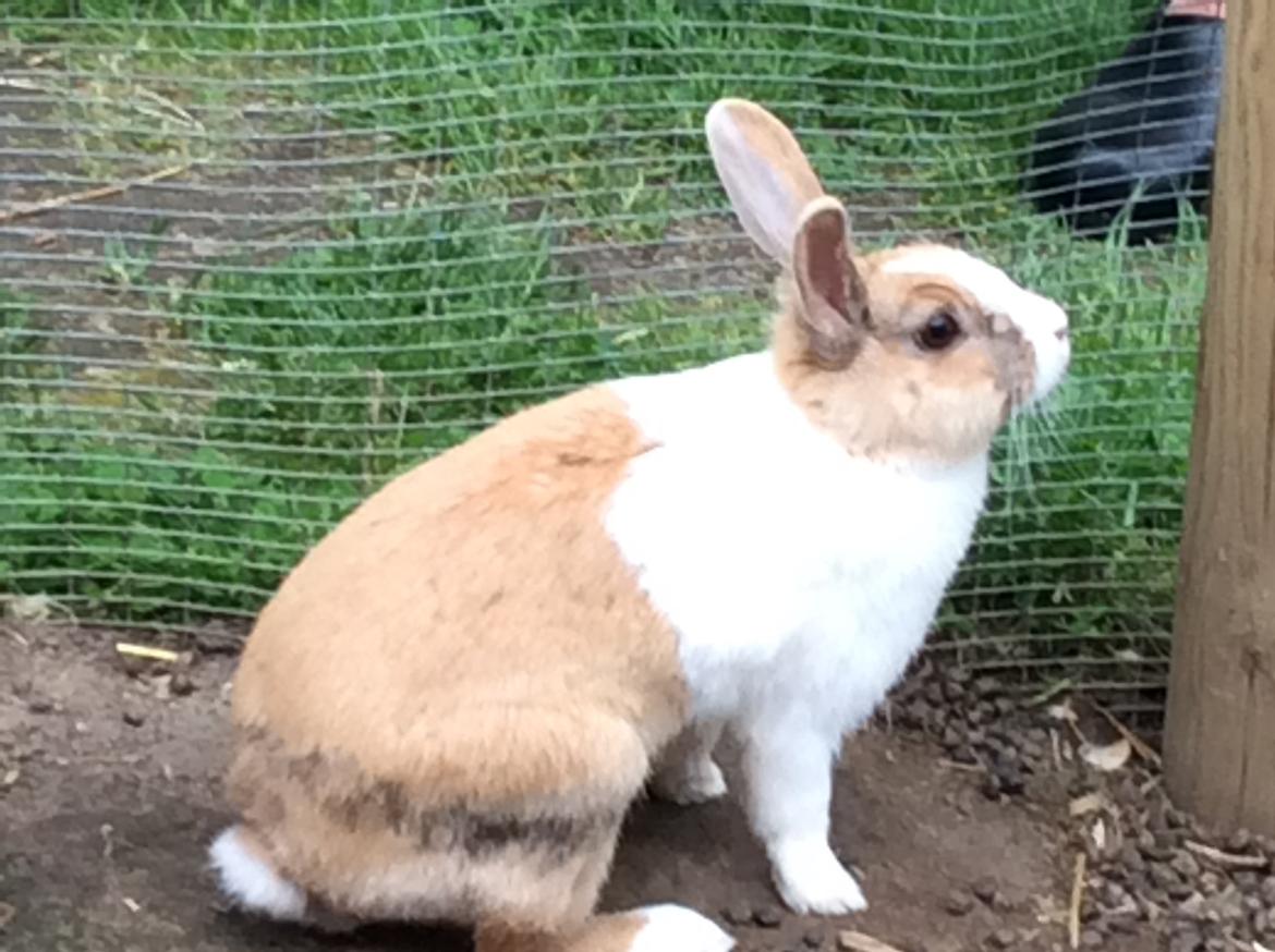 Kanin Bygholms Kiiro billede 1