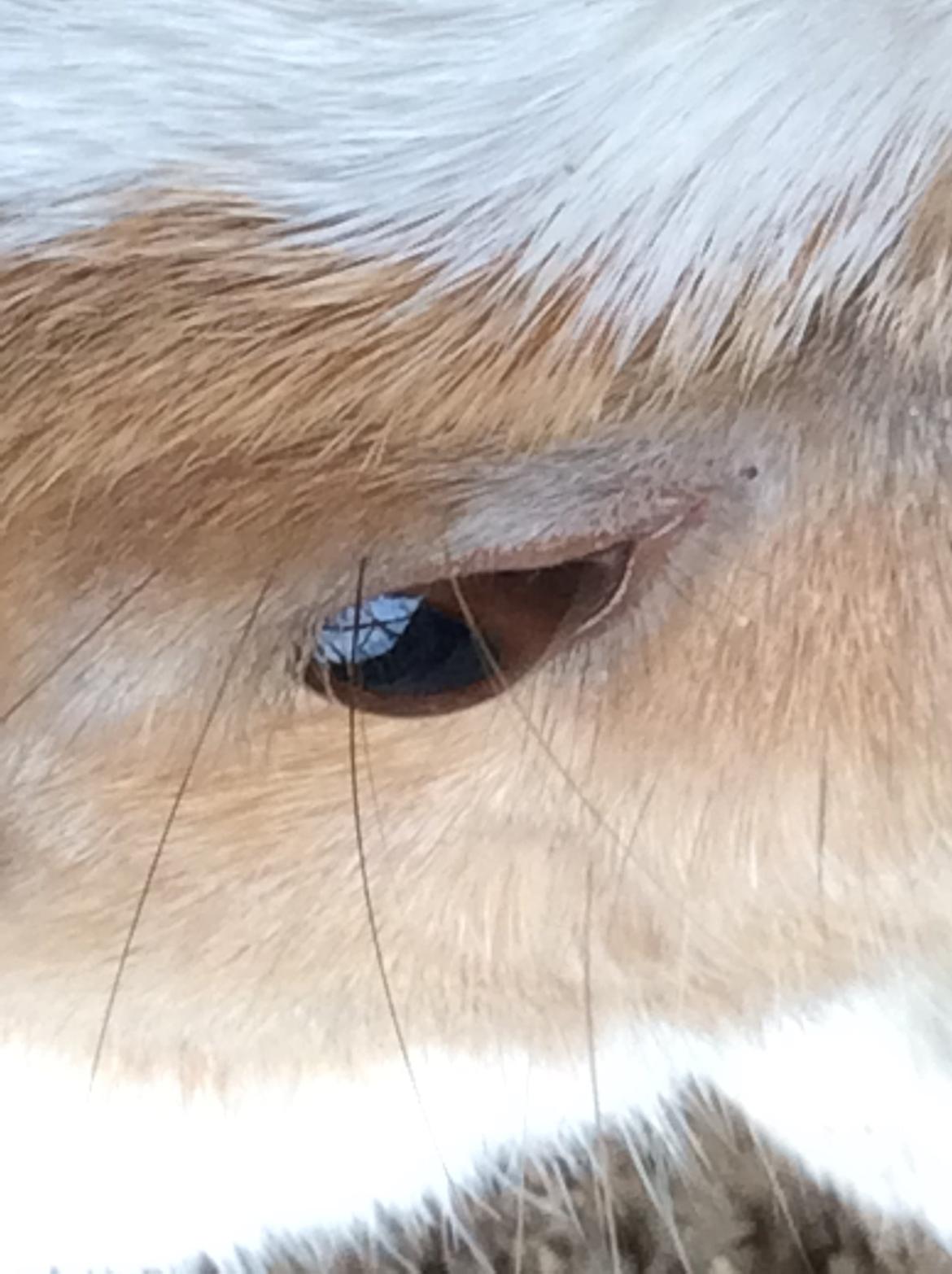 Kanin Bygholms Kiiro billede 2