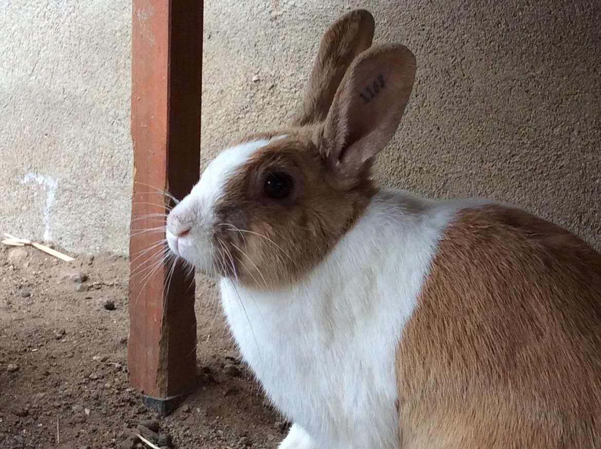 Kanin Bygholms Kiiro billede 3