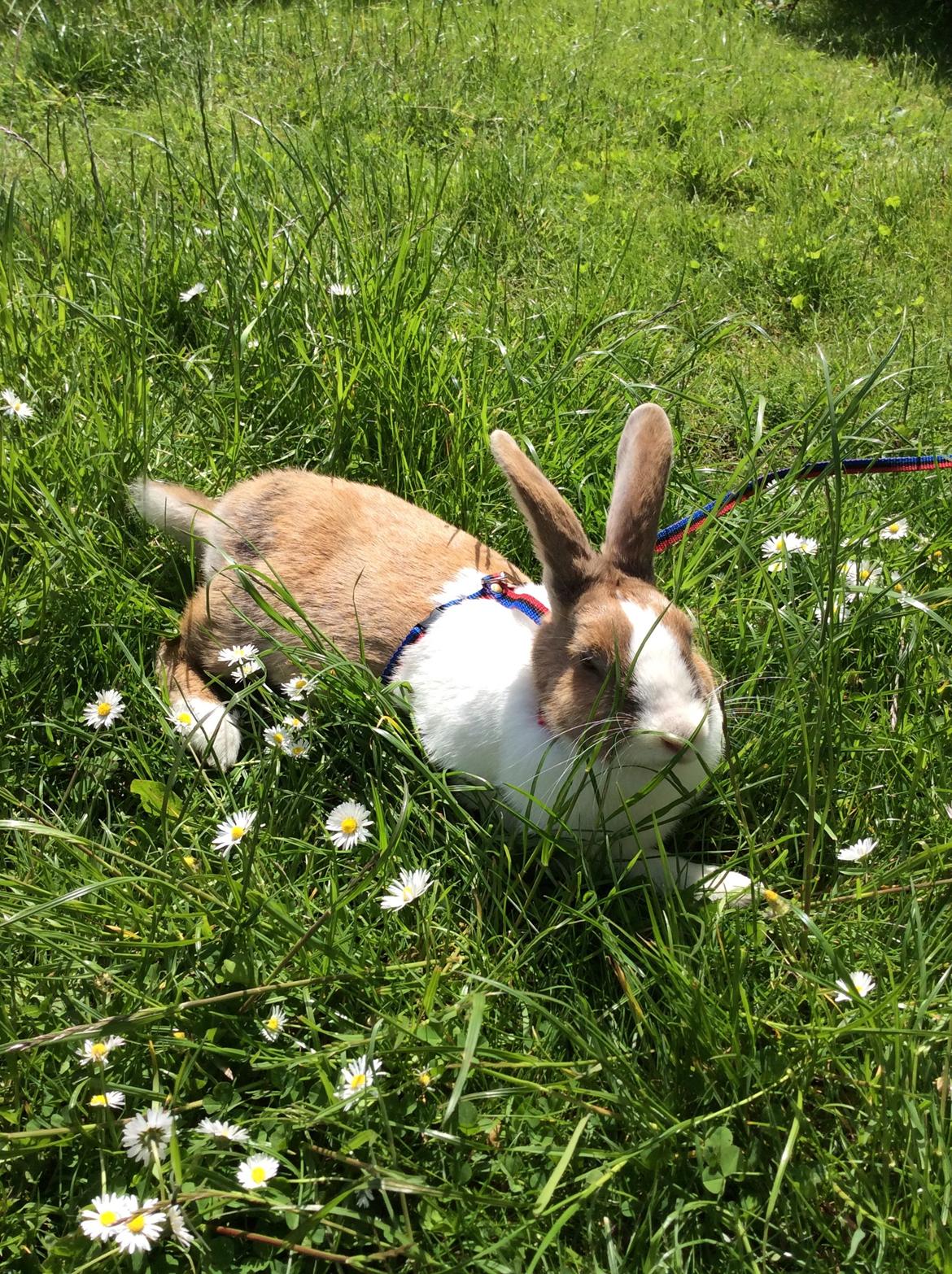 Kanin Bygholms Kiiro billede 4