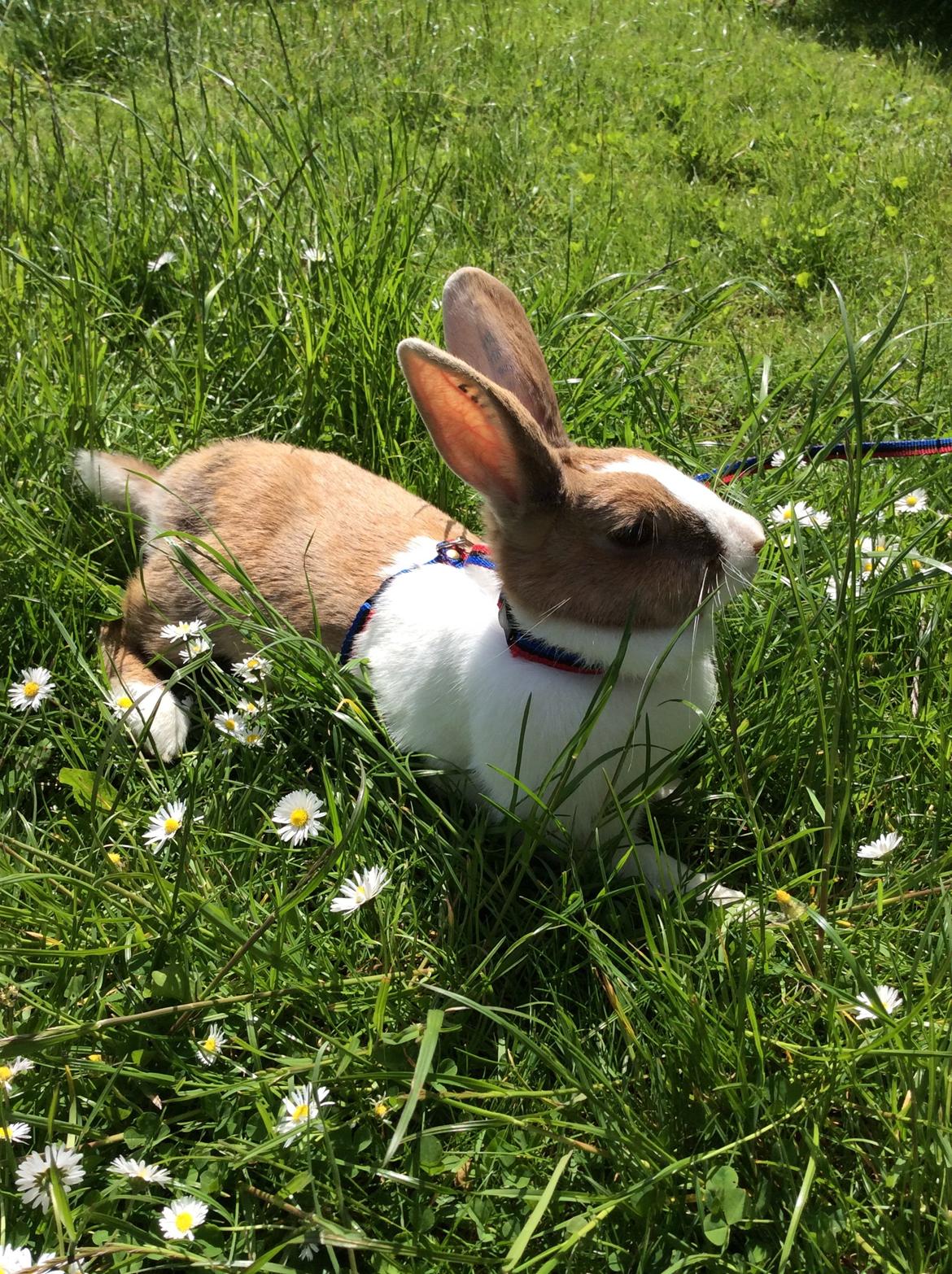 Kanin Bygholms Kiiro billede 5