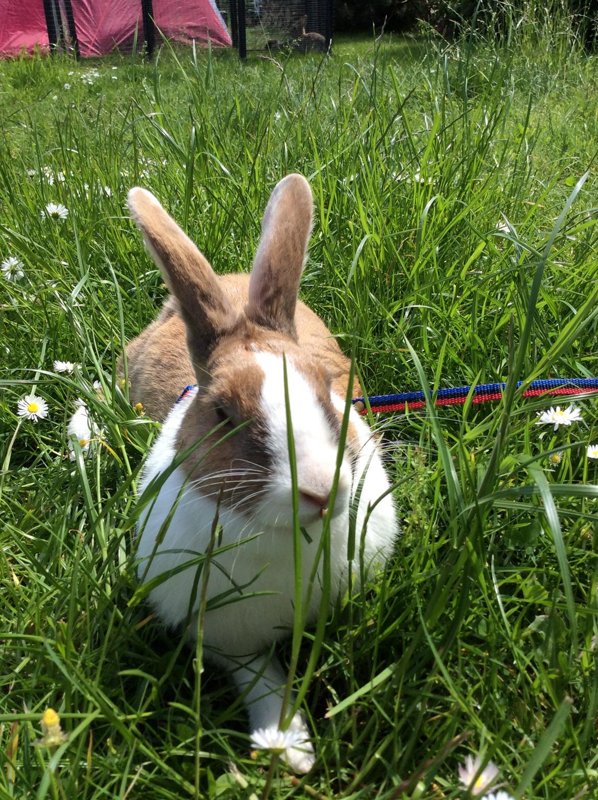 Kanin Bygholms Kiiro billede 7