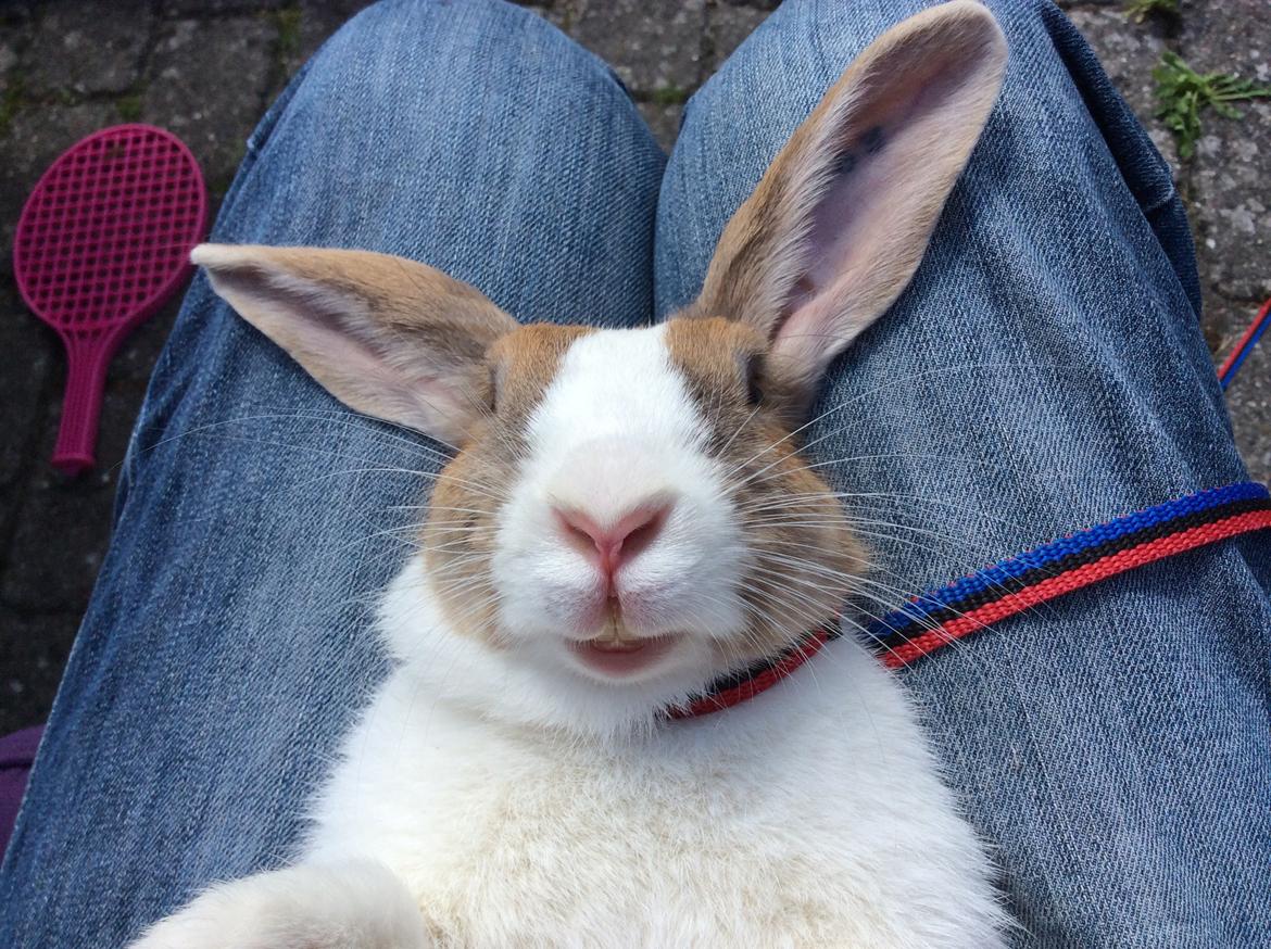 Kanin Bygholms Kiiro billede 8