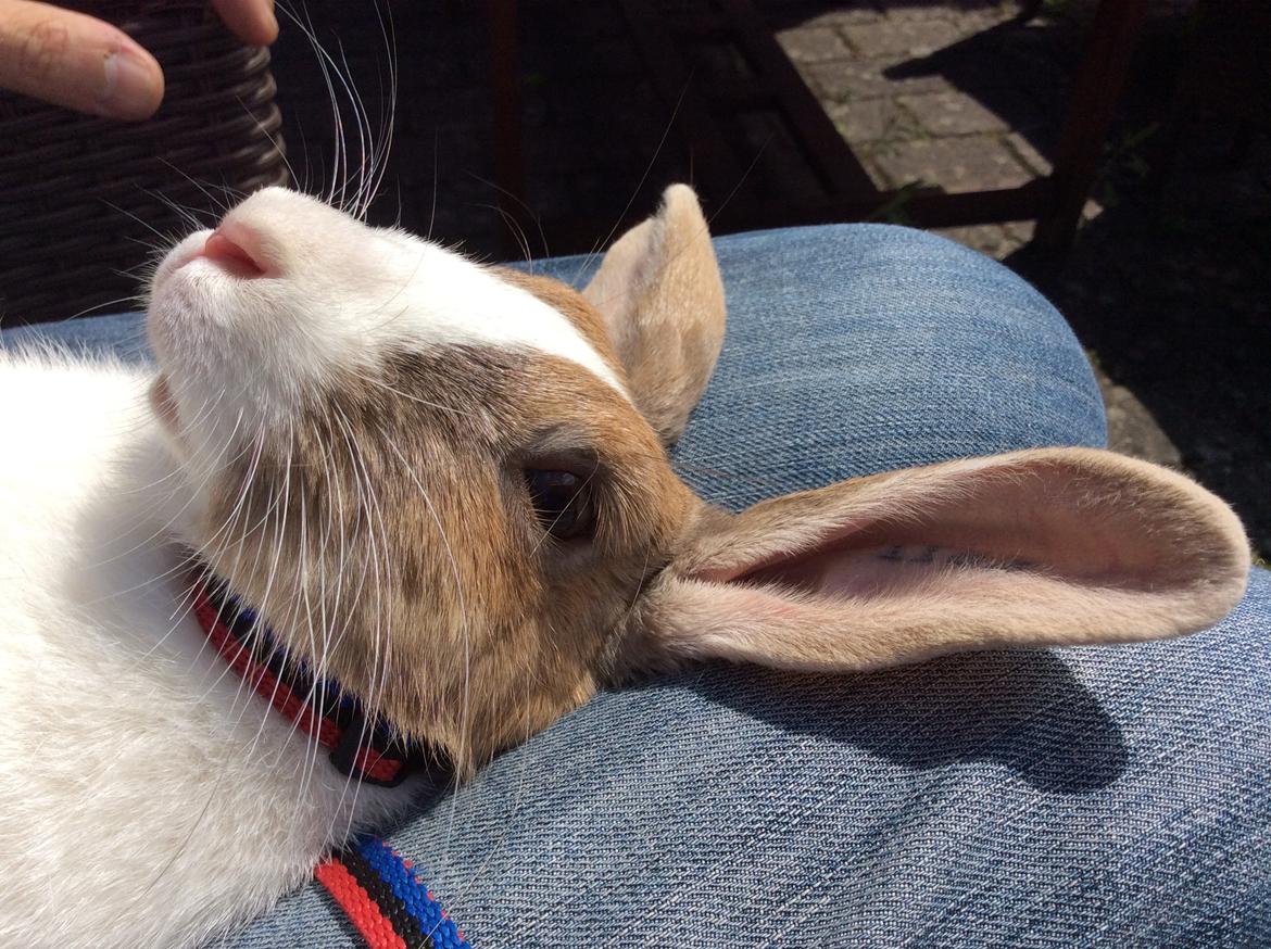 Kanin Bygholms Kiiro billede 9