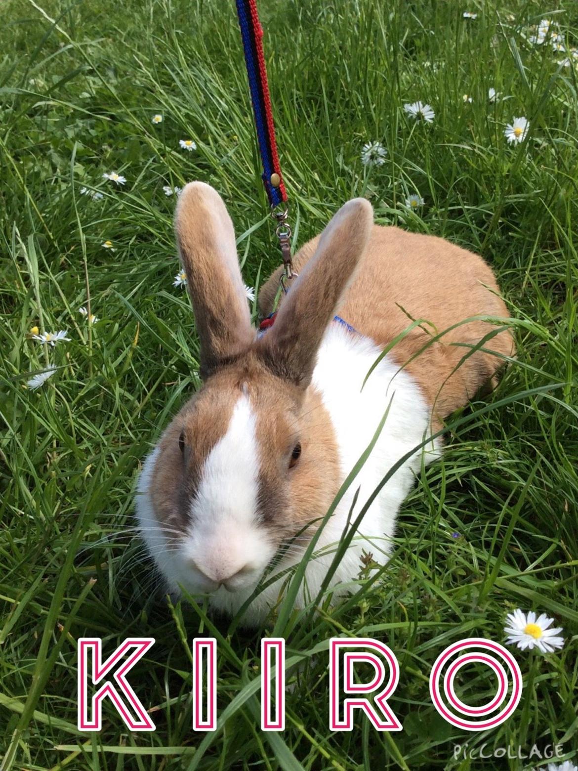 Kanin Bygholms Kiiro billede 10