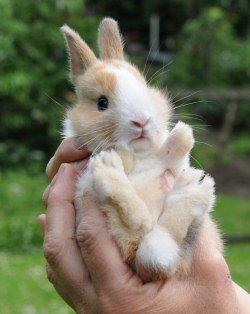 Kanin Bygholms Kiiro billede 13