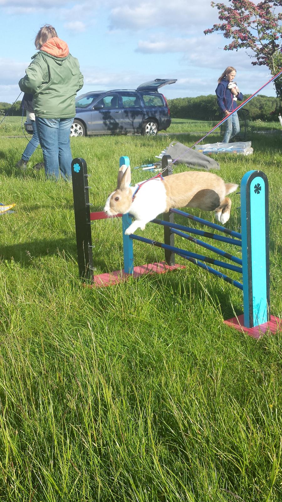 Kanin Bygholms Kiiro billede 6