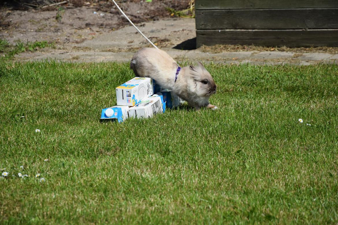 Kanin Kaninbanden's Gabriella billede 16