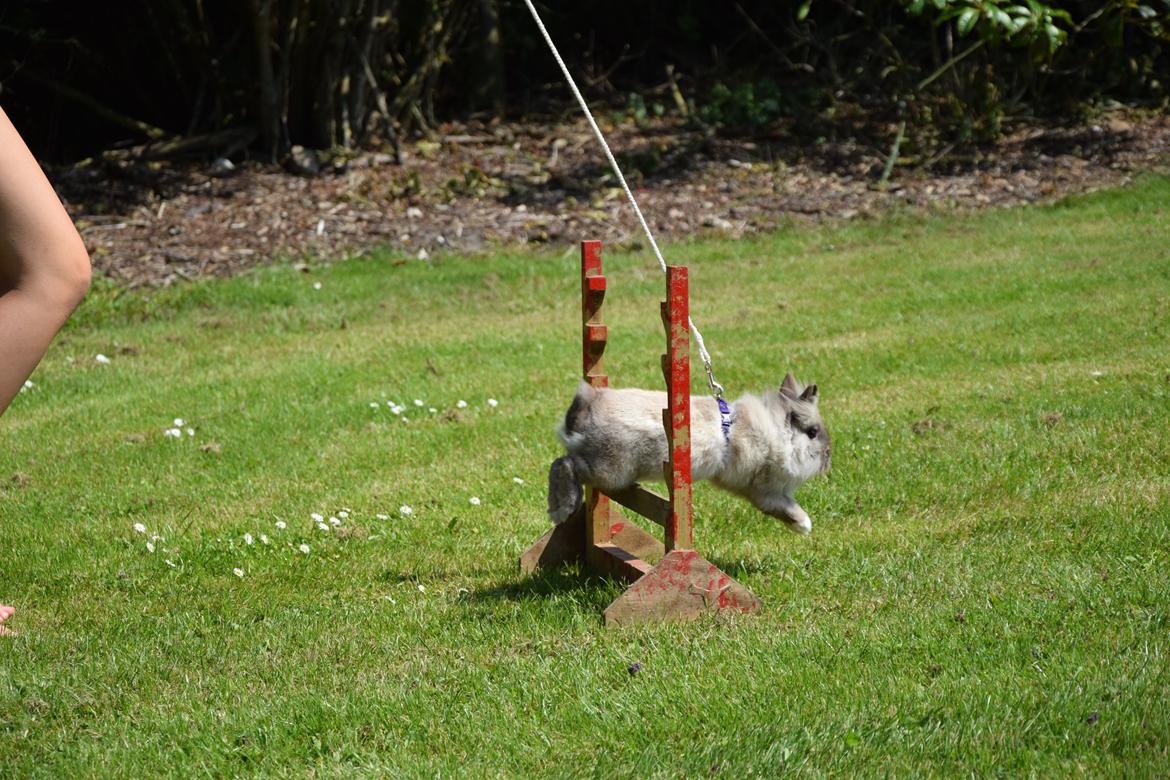 Kanin Kaninbanden's Gabriella billede 4