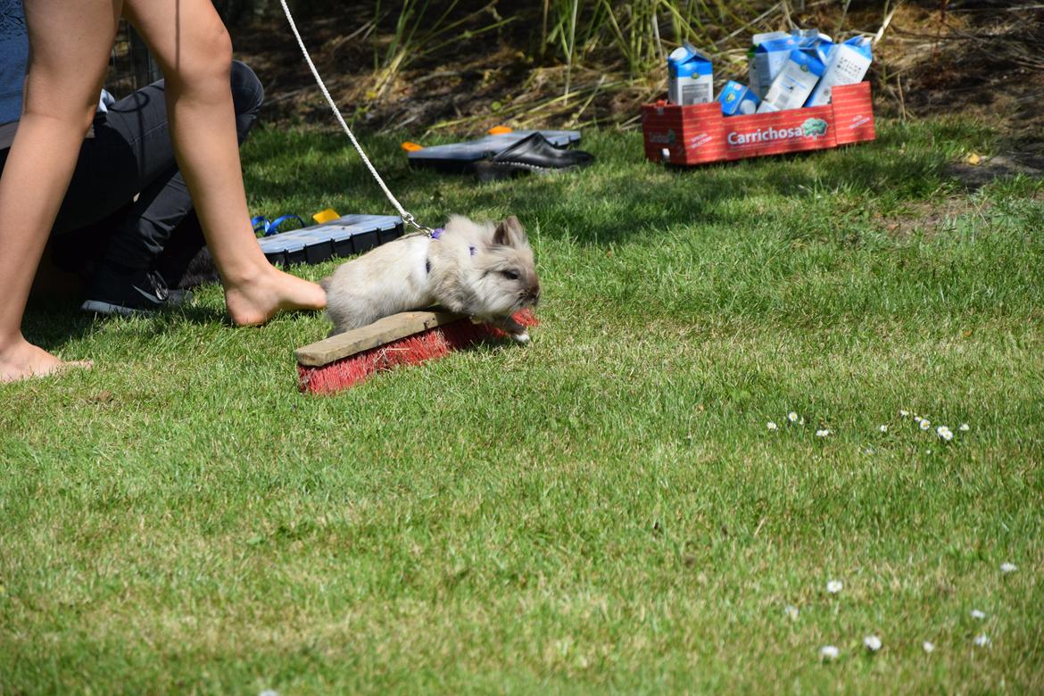 Kanin Kaninbanden's Gabriella billede 7