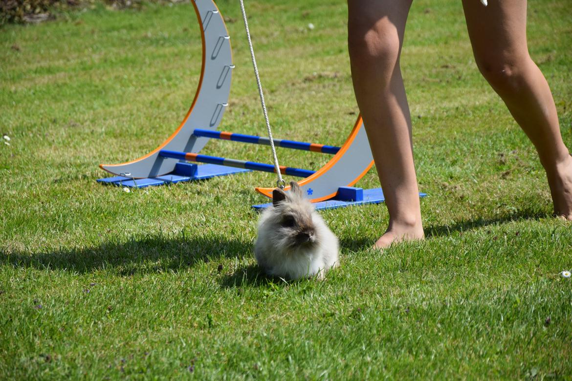 Kanin Kaninbanden's Gabriella billede 5