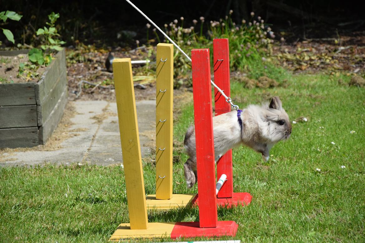 Kanin Kaninbanden's Gabriella billede 11