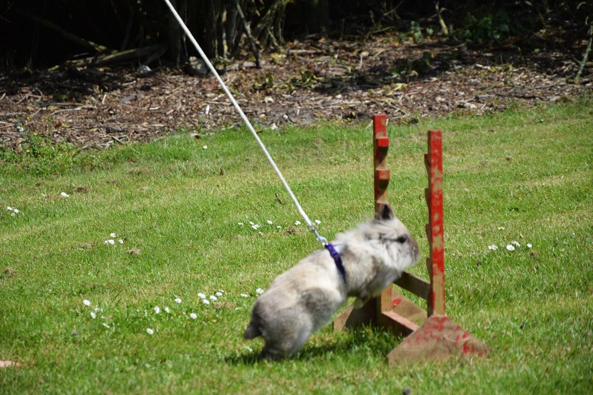 Kanin Kaninbanden's Gabriella billede 14