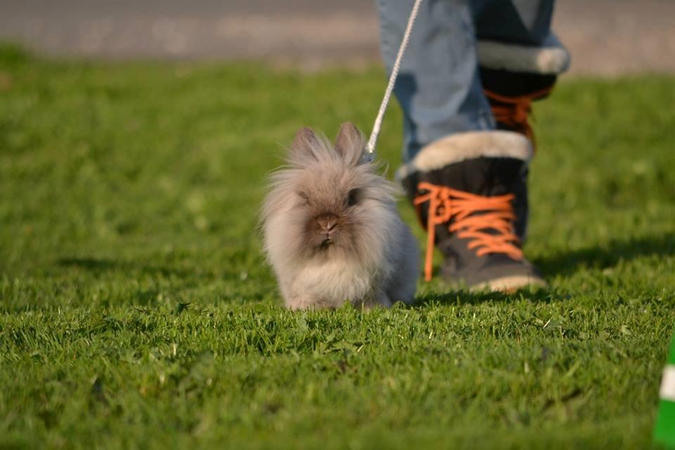 Kanin Kaninbanden's Gabriella billede 12