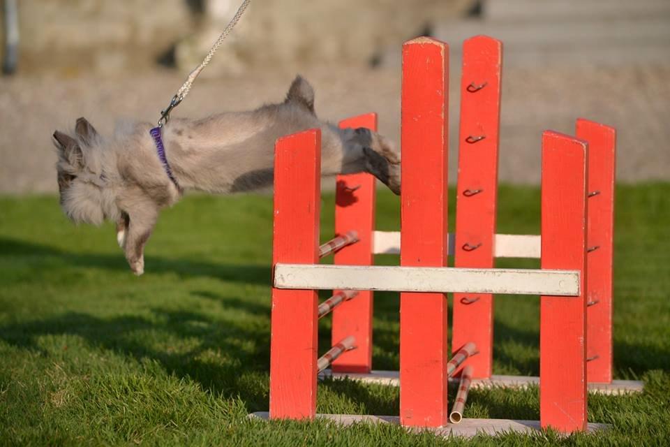 Kanin Kaninbanden's Gabriella billede 2