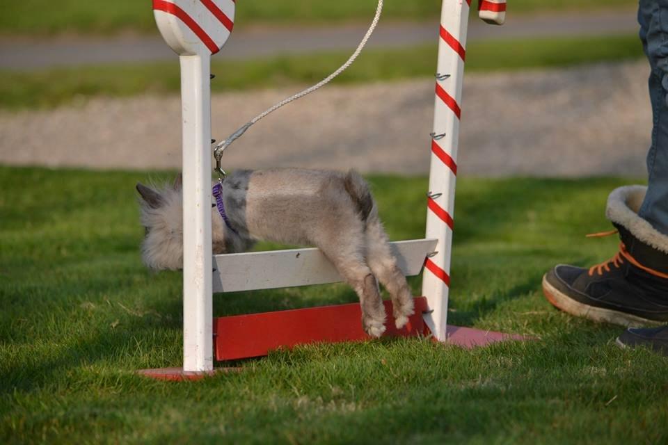 Kanin Kaninbanden's Gabriella billede 15