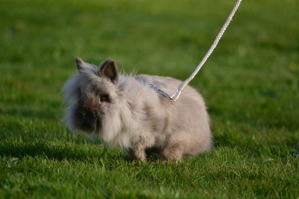 Kanin Kaninbanden's Gabriella billede 1