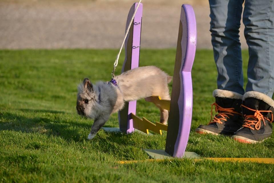 Kanin Kaninbanden's Gabriella billede 17