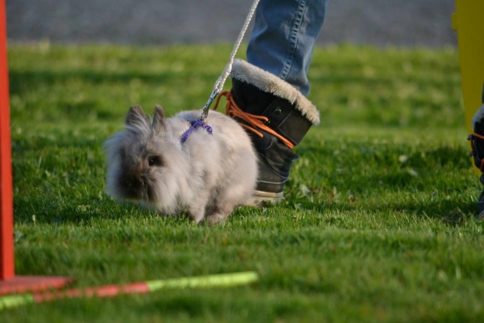 Kanin Kaninbanden's Gabriella billede 8