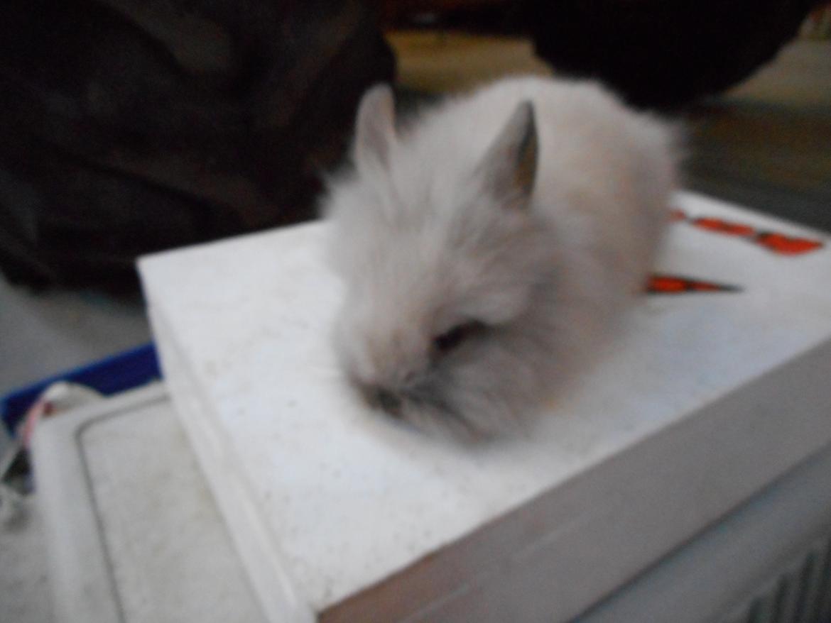 Kanin Kaninbanden's Gabriella billede 10