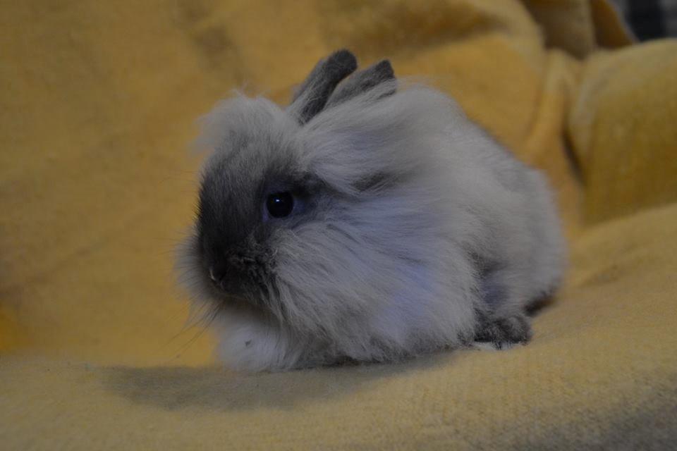 Kanin Kaninbanden's Gabriella billede 6