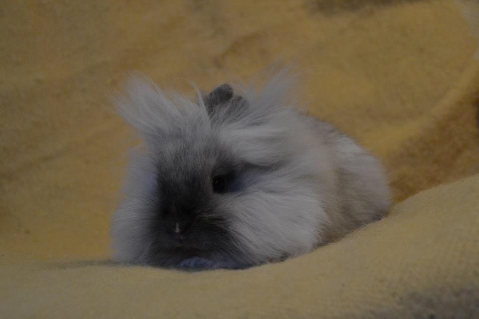 Kanin Kaninbanden's Gabriella billede 3