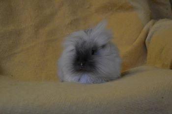 Kanin Kaninbanden's Gabriella billede 13