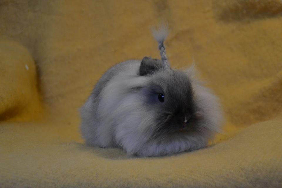 Kanin Kaninbanden's Gabriella billede 9