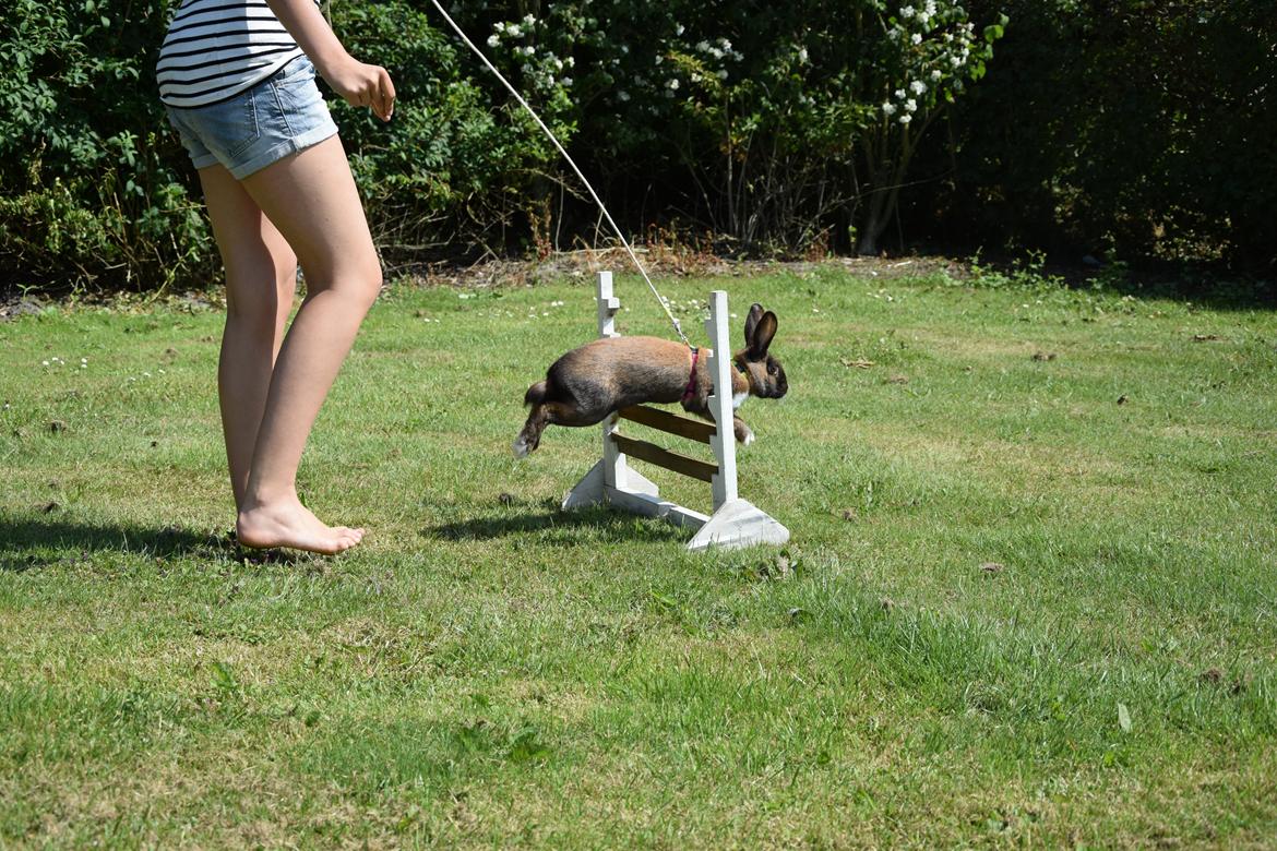 Kanin Dina billede 22