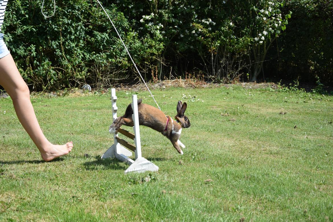 Kanin Dina billede 14