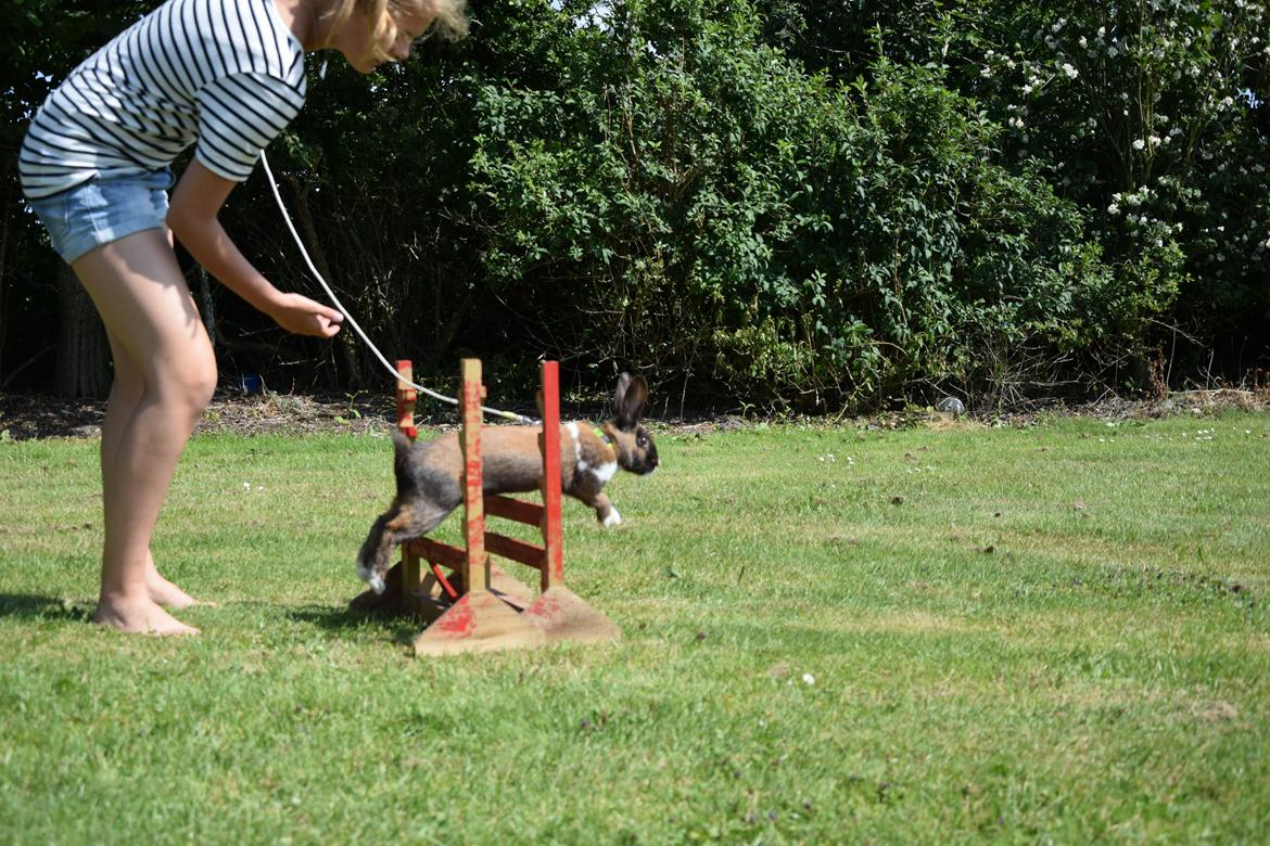 Kanin Dina billede 28