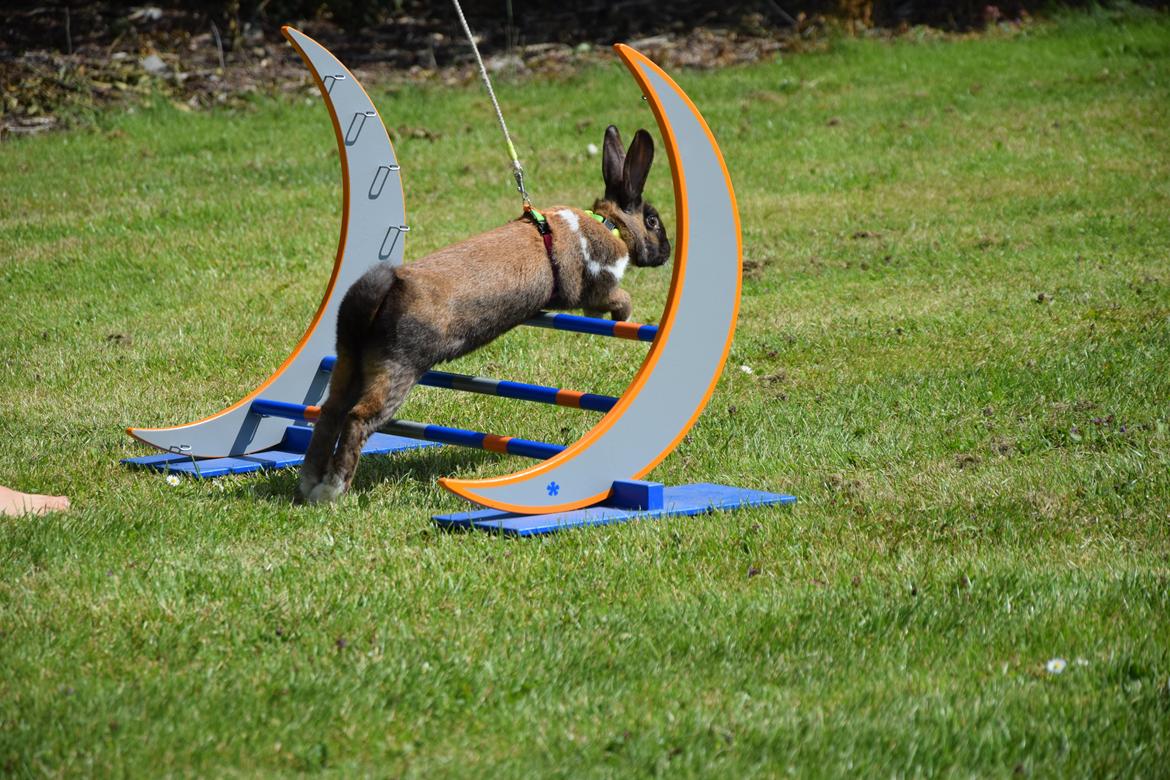 Kanin Dina billede 10