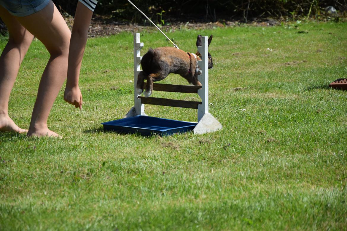 Kanin Dina billede 11