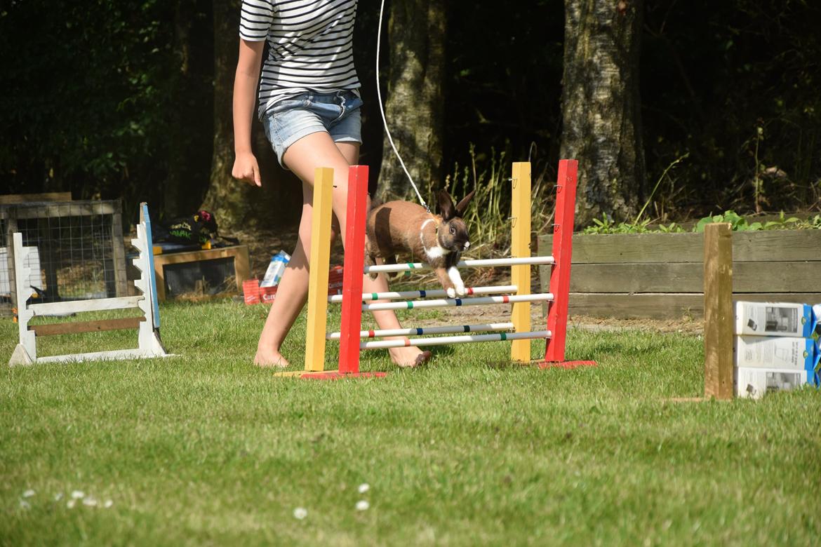 Kanin Dina billede 8