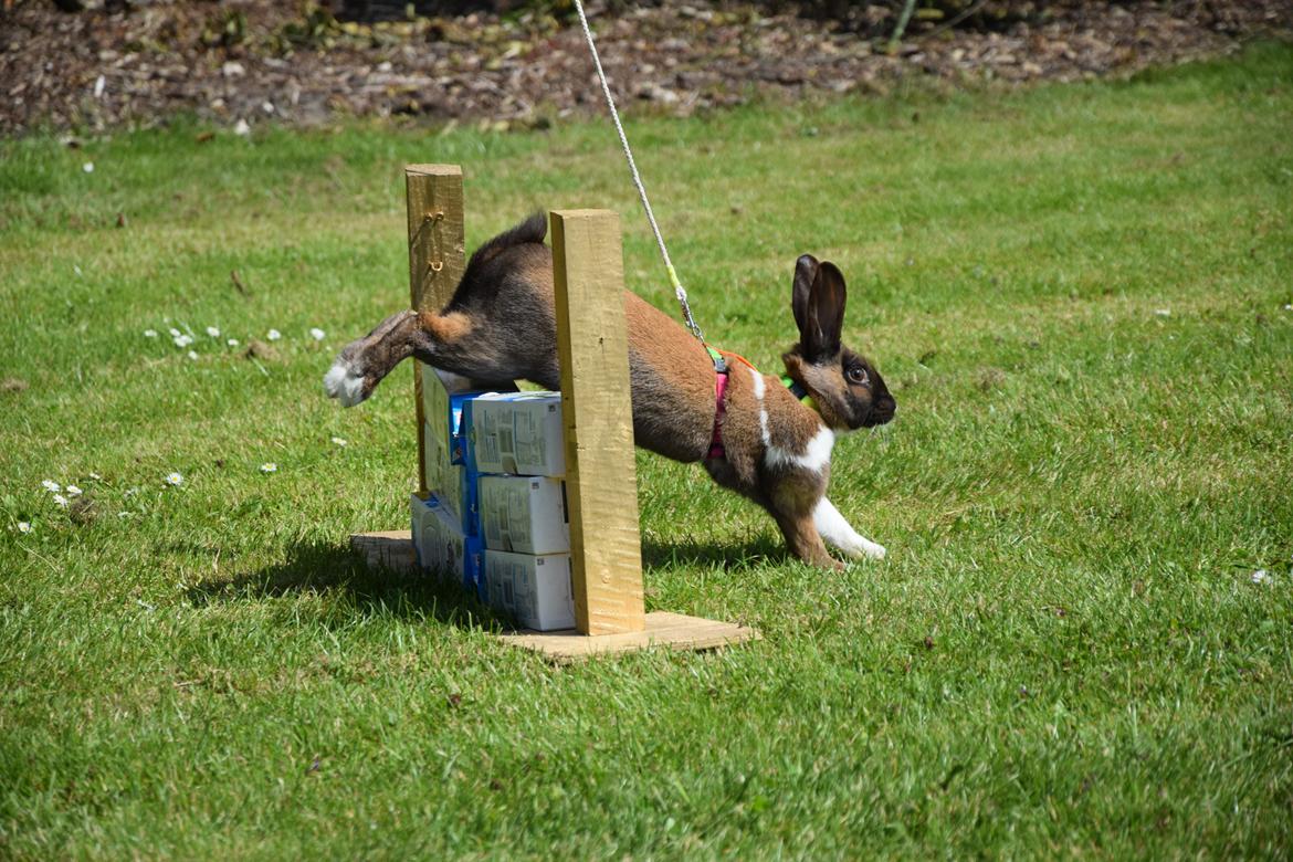 Kanin Dina billede 26