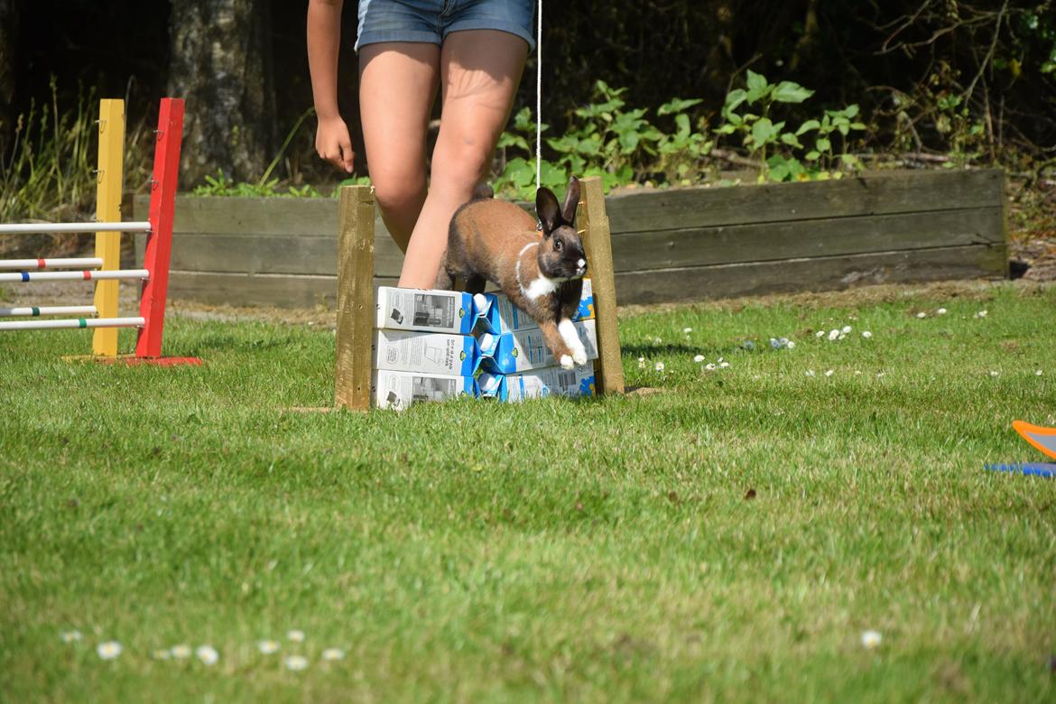 Kanin Dina billede 12